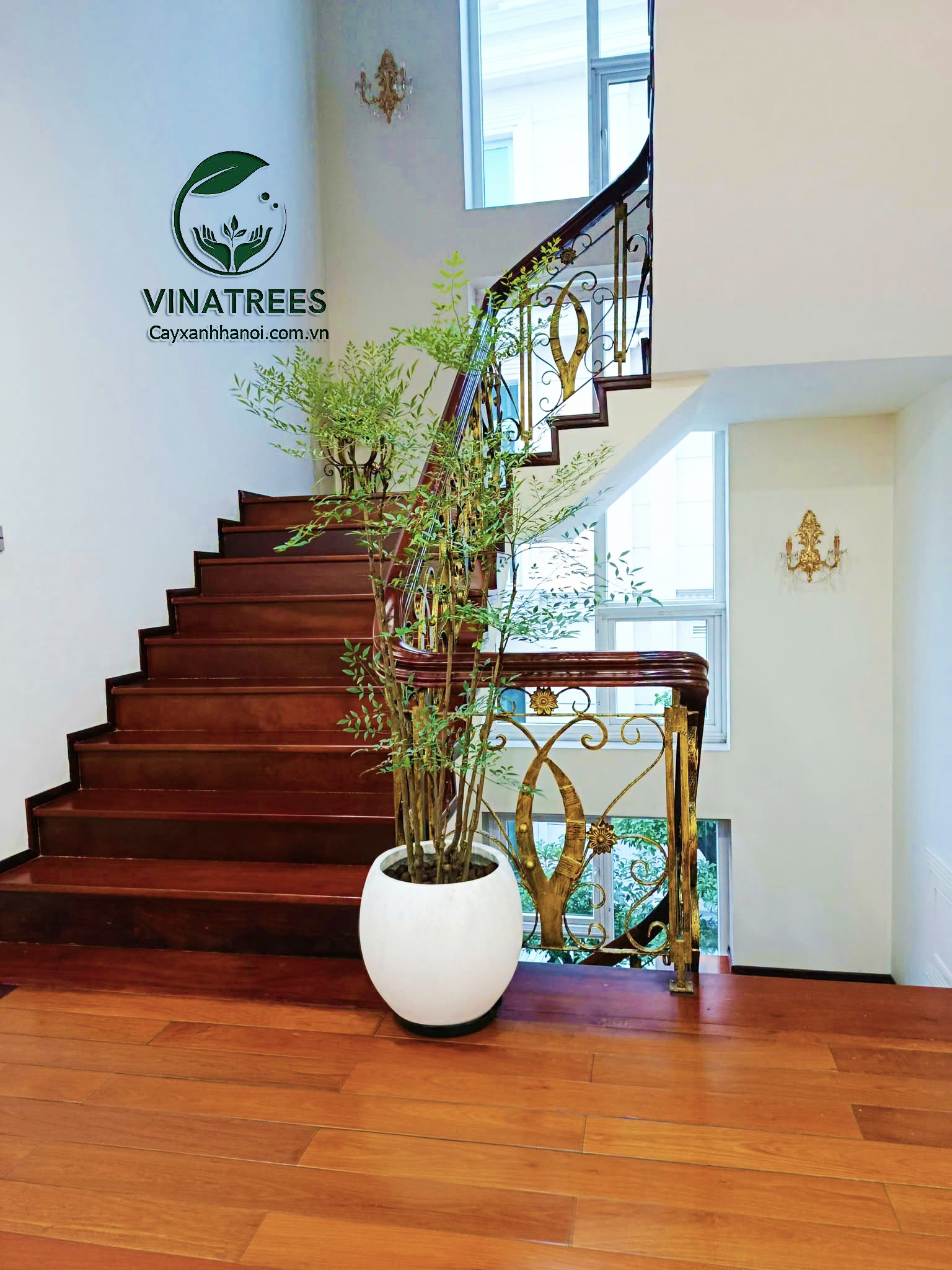 Khách hàng tại quận Long Biên mua cây nam thiên trúc để decor nhà